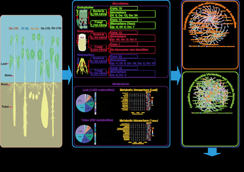 我院在山药种特异性的多组学研究领域取得重要进展