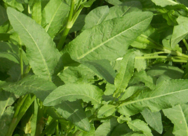 齿果酸模 野菠菜 rumex dentatus l.