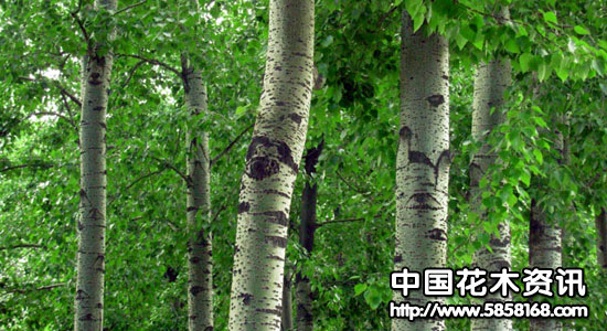大官杨 populus dakuanensis hsu