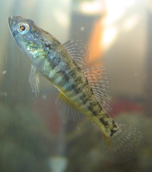 子陵栉虾虎鱼(ctenogobius giurinus)