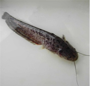 鲶鱼(silurus asotus)