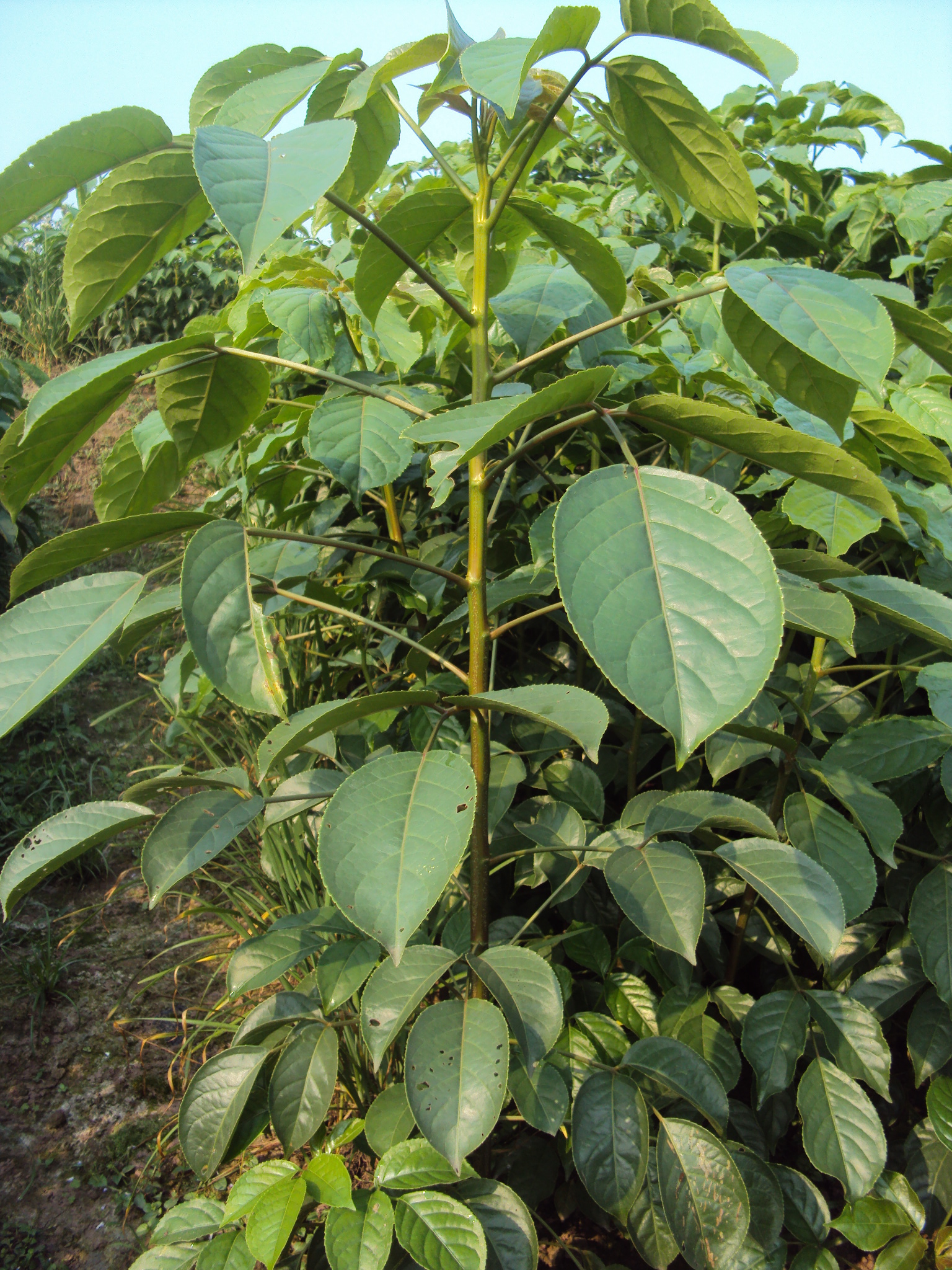重阳木 bischofia polycarpa (h. lév.) airy-shaw