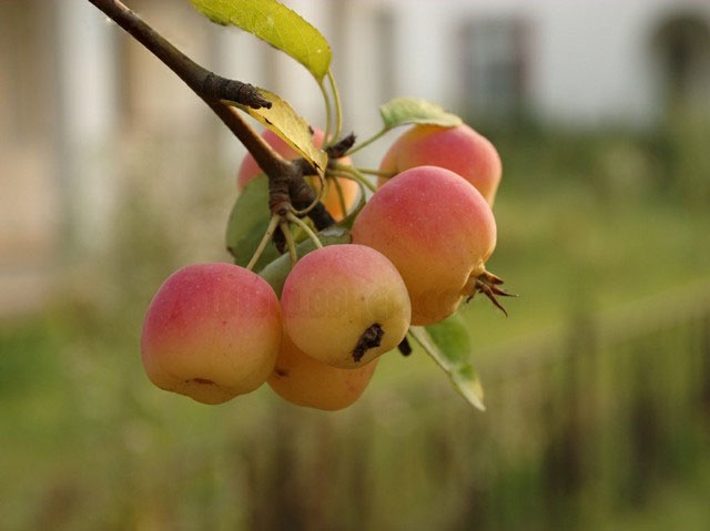 海棠花 malus spectabilis (ait.) borkh