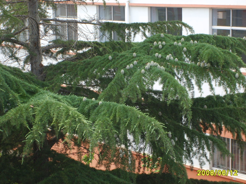 雪松  Cedrus  dedara  (Roxb.)  Loud.