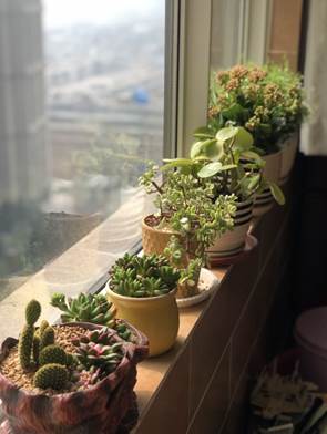阳台上的花花草草
