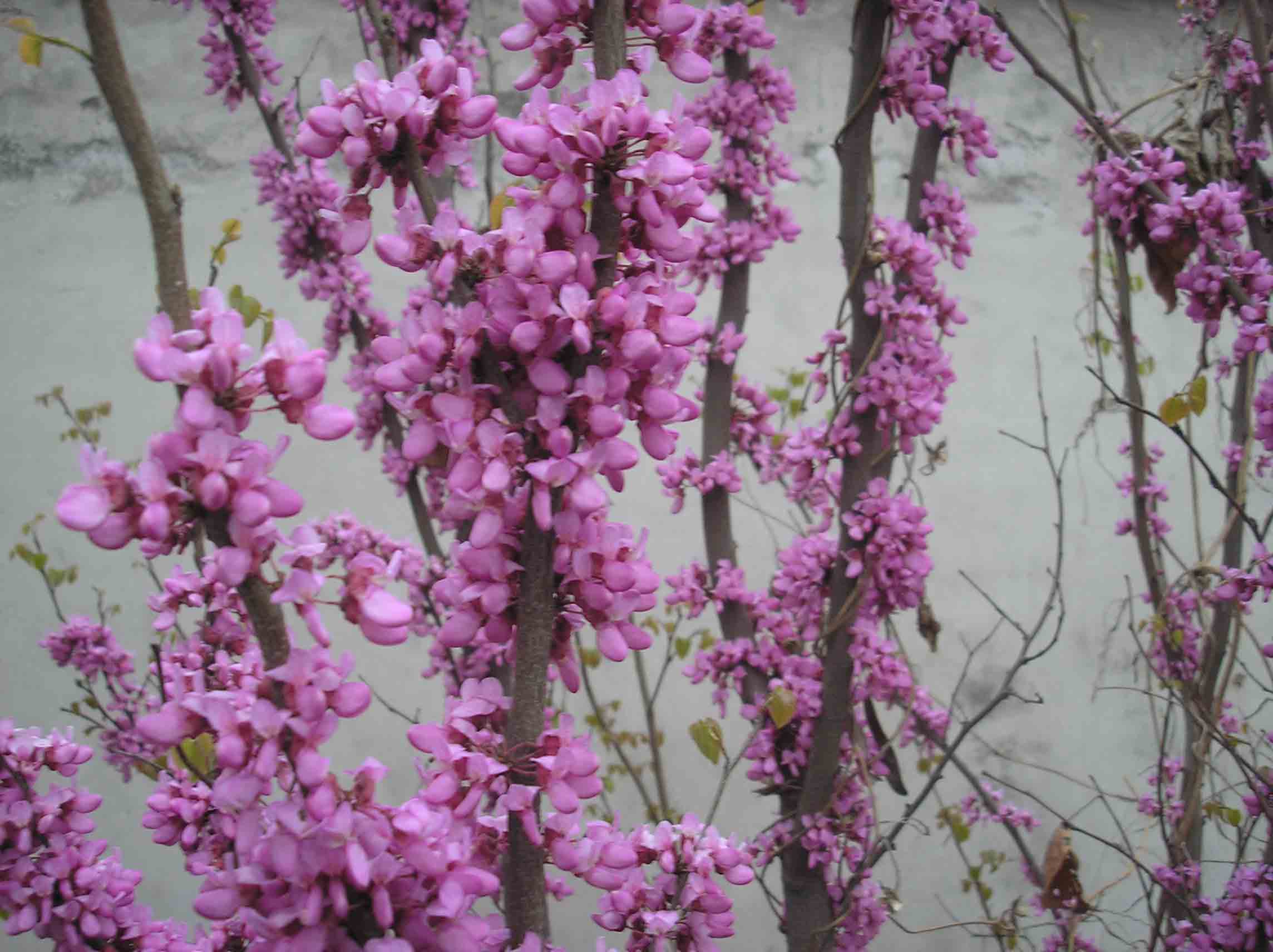 紫荆花     摄影：许志强