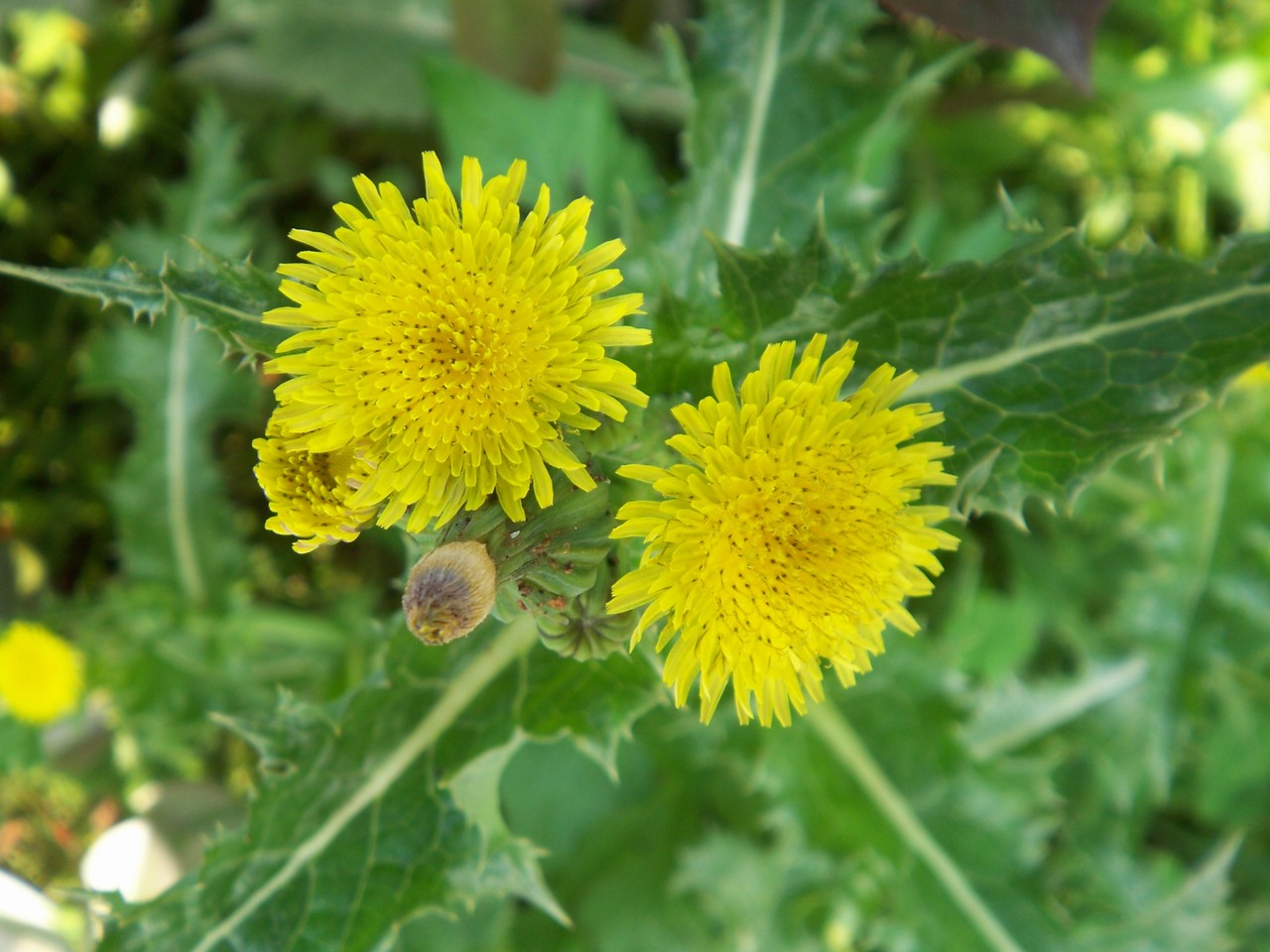 河南师范大学苦苣菜sonchus Oleraceus L