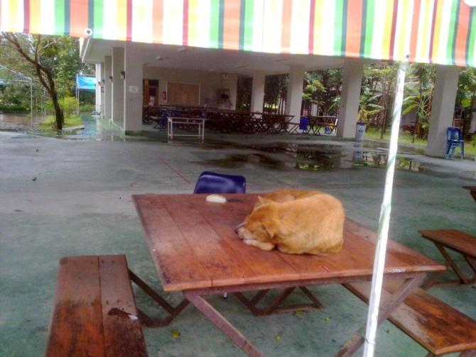这张桌子白天属于学生，晚上就属于这条大黄狗