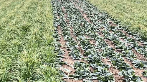 践行青年担当，助力绿色农业——我院开展环保种植调研