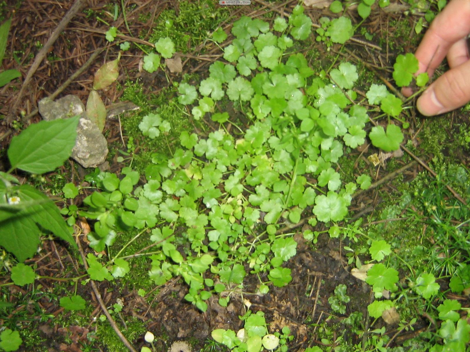 破铜钱 hydrocotyle sibthorpioides lam.var.