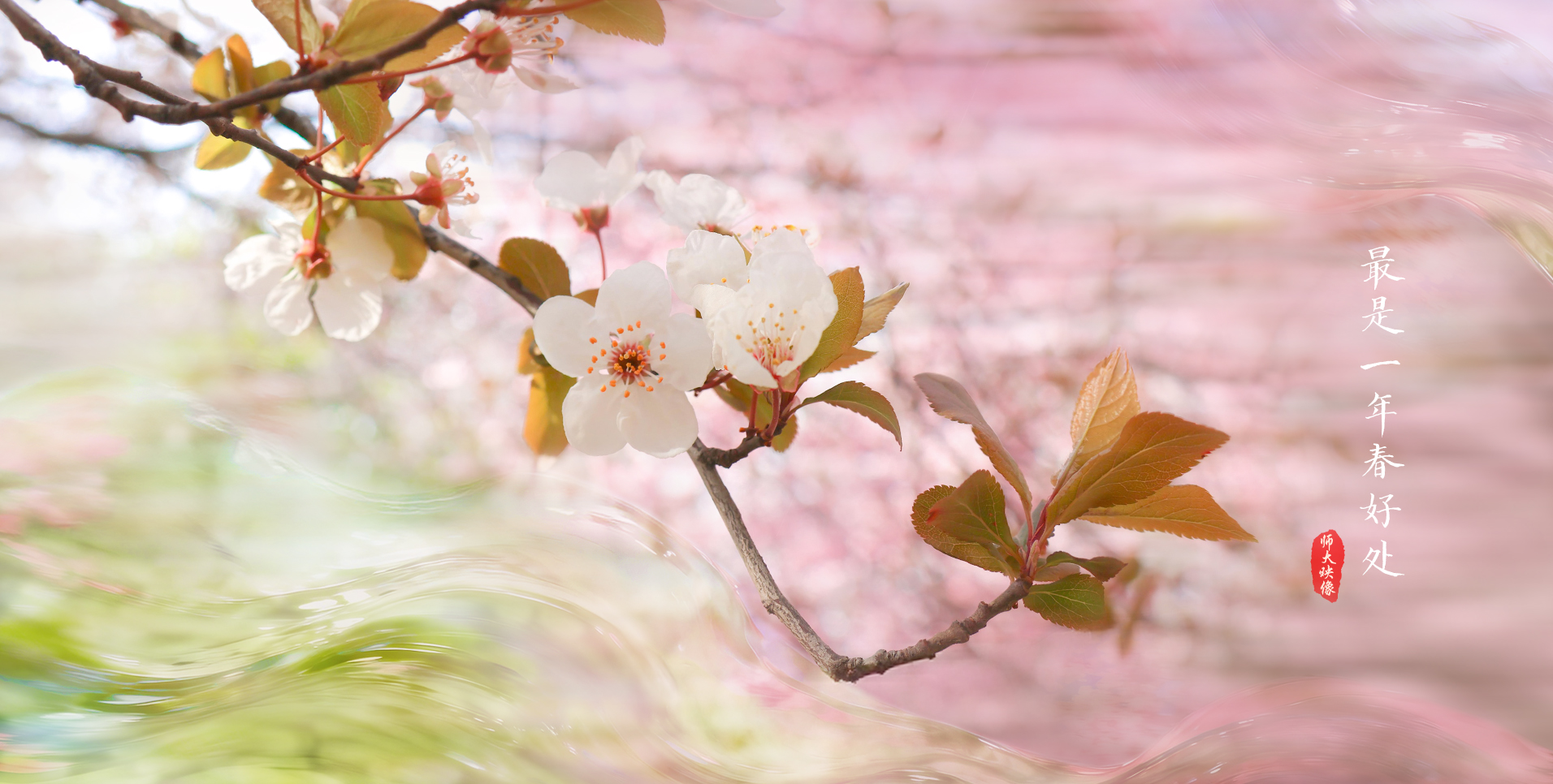 <a href='/yjszsw/2025/0918/c22972a355501/page.htm' target='_blank' title='校园风景（海棠）'>校园风景（海棠）</a>